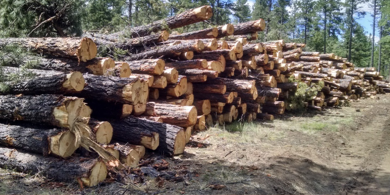 Restoring Arizonas Forests Digital Restoration Guide
