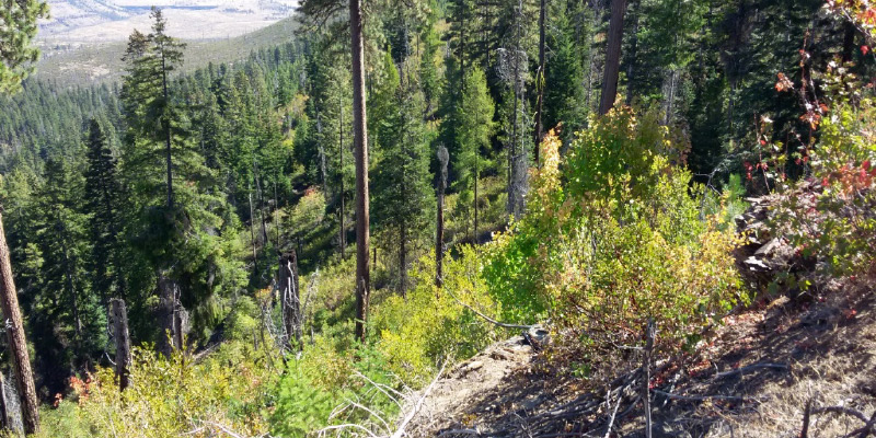 Soil Matters Improving Forest Landscape Planning and Management