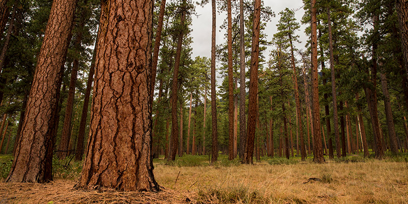 Making Forest Restoration Economical