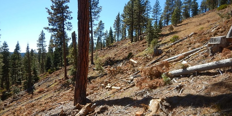 soil resource management steep slope logging
